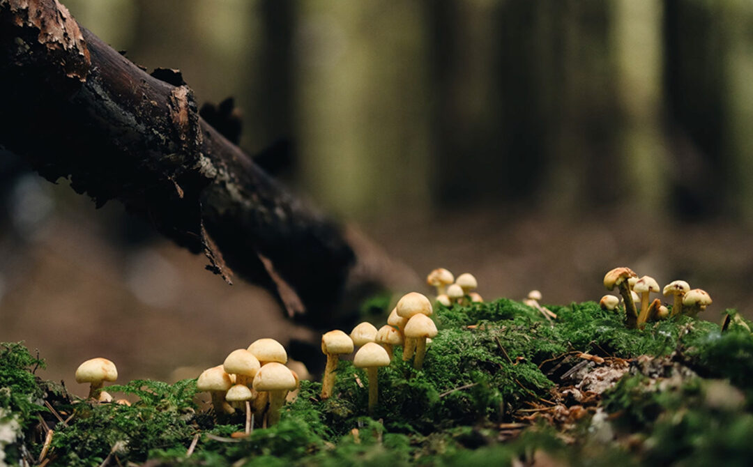 Mushrooms growing on forest floor
