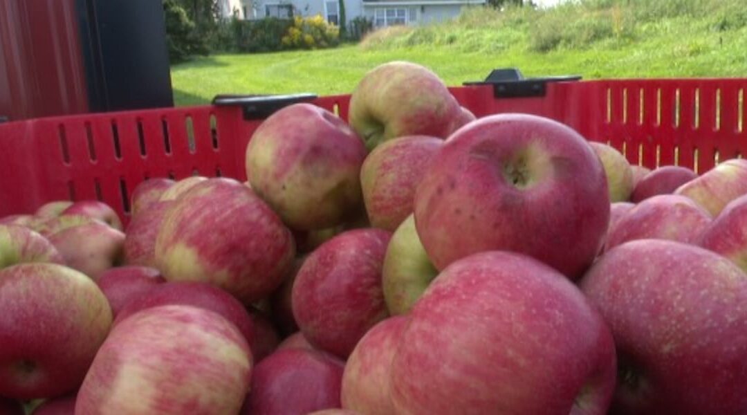 Fresh apples in a red crate outdoors.