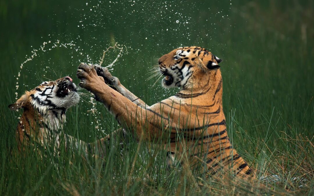 Two tigers play in water and grass.