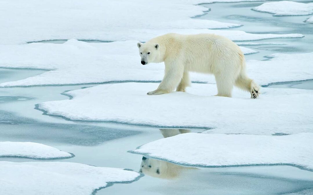 Polar bear walking on melting ice floe