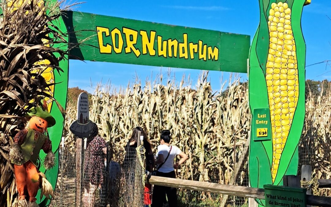 Entrance to corn maze with scarecrow decoration.