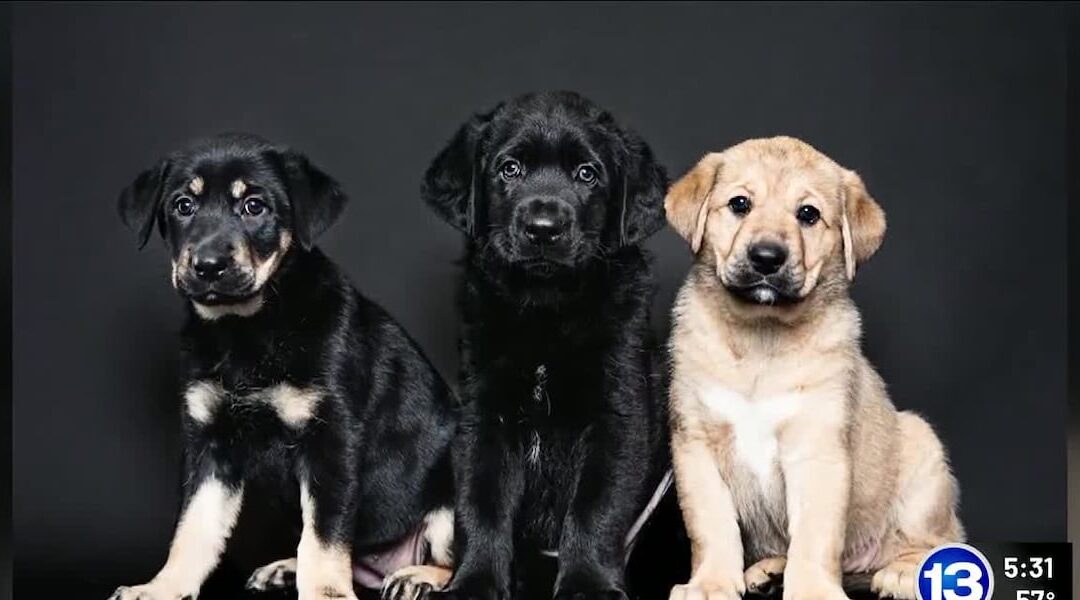 Fotógrafos locales ayudando a animales sin hogar