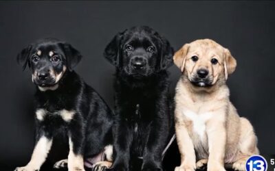 Fotógrafos locales ayudando a animales sin hogar