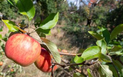 El Festival de la Sidra de Nueva York llega a Hudson Yards el 16 de noviembre – NBC New York