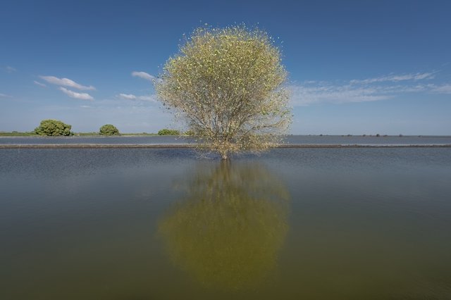 Tree reflected in calm water under blue sky.