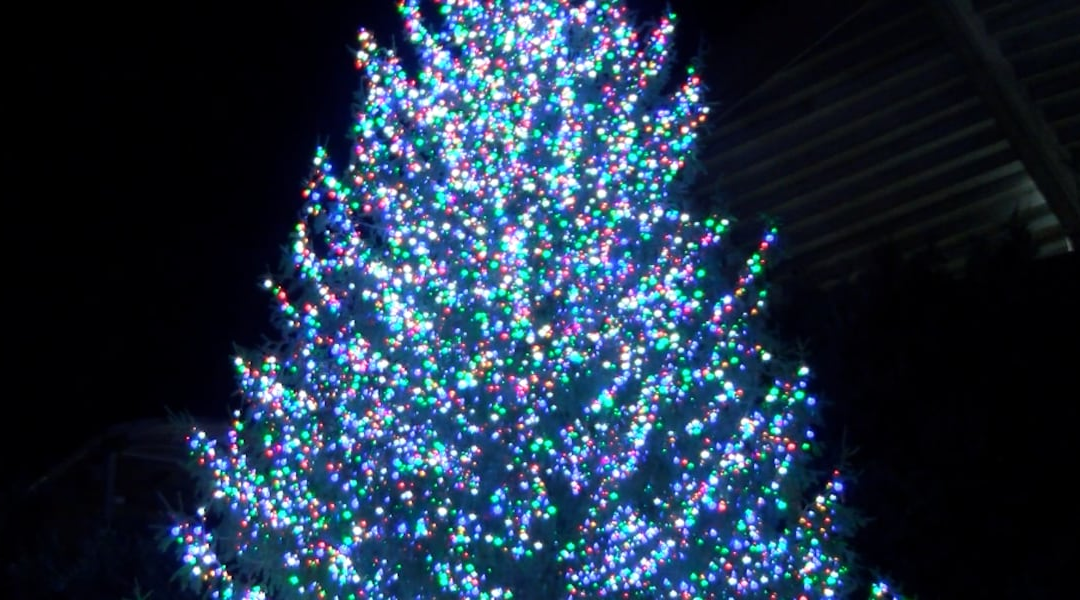 El festival anual de iluminación de árboles de Uptown está a la vuelta de la esquina: lo que debe saber