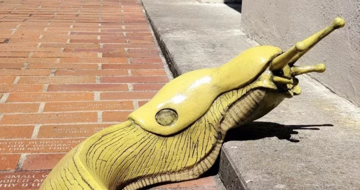 ¡BABOSO! Escultura de cerámica ‘Morris the Slug’ robada del Museo de Arte de Eureka | Puesto avanzado de la Costa Perdida