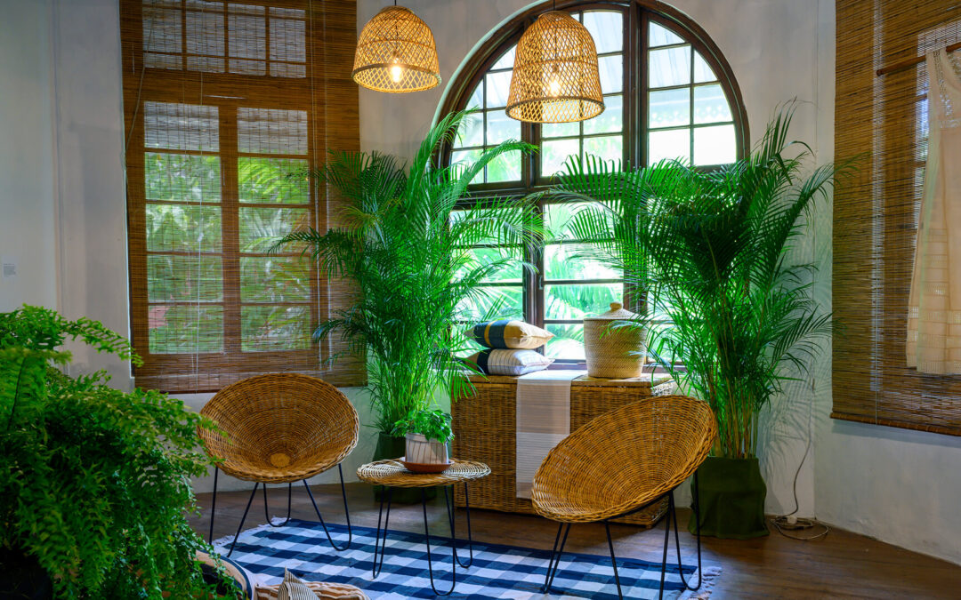 Cozy room with plants and wicker furniture