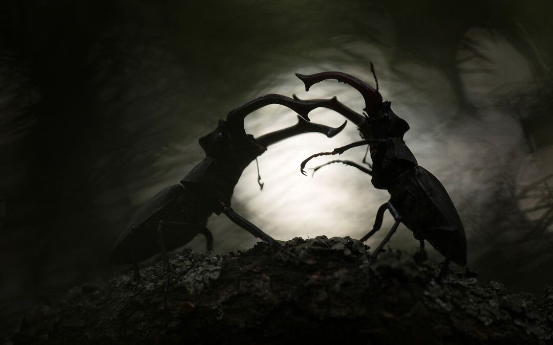 Stag beetles fighting in dark forest