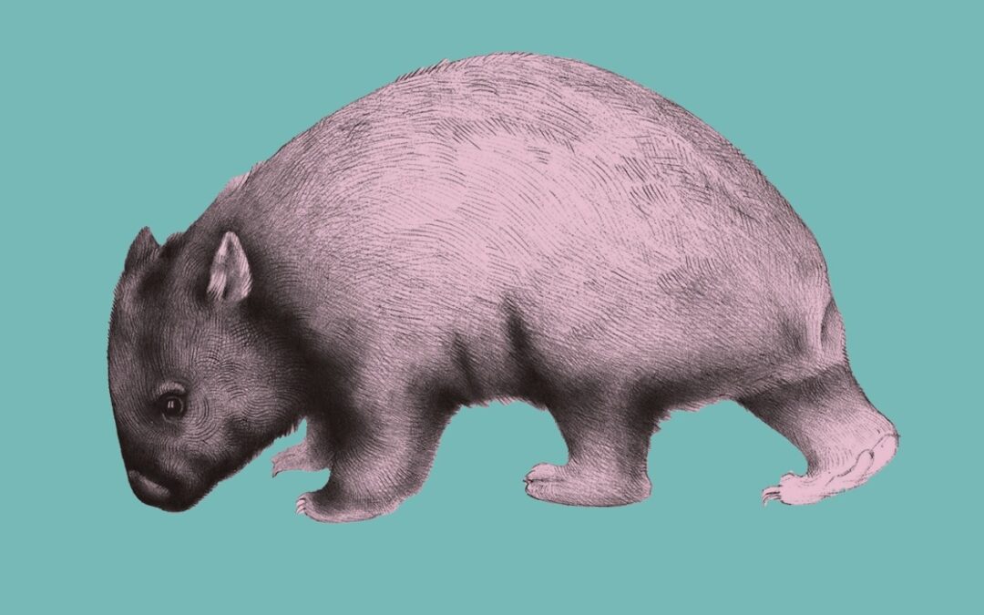 Katherine Rundell captura la maravilla de nuestro mundo: NPR