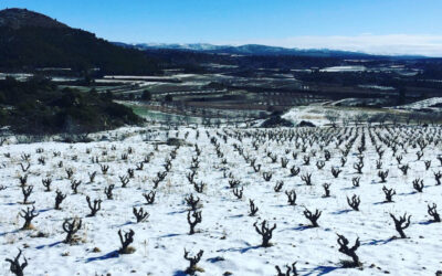 Baldovar 923: vinos de montaña desde el corazón de Valencia con alma ecológica y varietales autóctonos