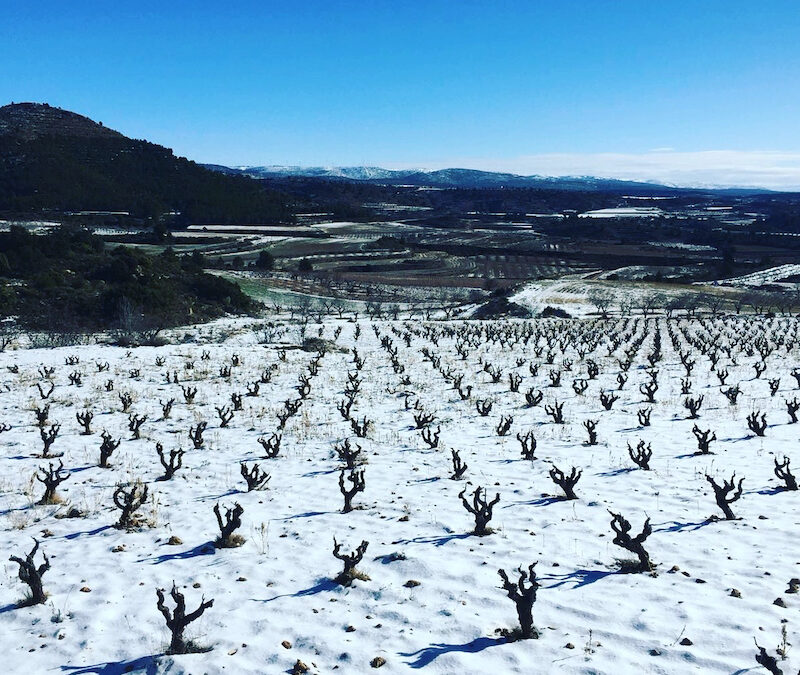 Snow-covered vineyard in winter landscape
